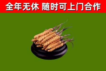 蓝田烟酒回收冬虫夏草.jpg