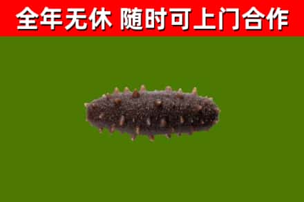 蓝田烟酒回收干海参.jpg
